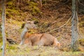 Deer resting in a clearing Royalty Free Stock Photo