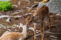 Deer resting in a clearing Royalty Free Stock Photo