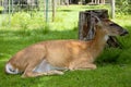 Deer Resting Royalty Free Stock Photo