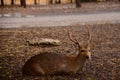 deer resting in the dry grass