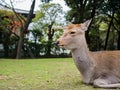 Deer resting on grass field at Nara park, Japan Royalty Free Stock Photo