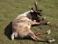 Deer resting in a meadow on a deer farm, a clear day