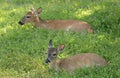 Deer resting in a meadow
