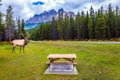 The deer is resting near picnic place Royalty Free Stock Photo
