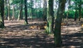 Deer Resting in a Serene Forest