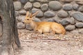 Deer Resting in shade of tree near stone wall Royalty Free Stock Photo