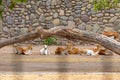 Deer resting in the shade of tree Royalty Free Stock Photo