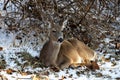 Deer resting in the snow beside trees Royalty Free Stock Photo