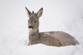 Deer resting in snow