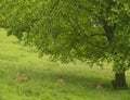 Deer resting under tree Royalty Free Stock Photo