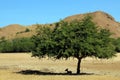 Deer Resting under a Tree Royalty Free Stock Photo