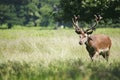 Deer in Richmond Park. Royalty Free Stock Photo