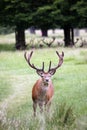 Deer in Richmond Park. Royalty Free Stock Photo