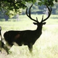 Deer in Richmond Park. Royalty Free Stock Photo