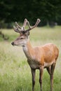 Deer in Richmond Park. Royalty Free Stock Photo