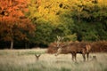 Deer in Richmond Park