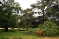 Deer Richmond Park, in the London Borough of Richmond upon Thames, was created by Charles I in the 17th century as a deer park.