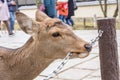 Deer roam free in Nara Park Royalty Free Stock Photo