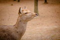 Deer roam free in Nara Park Royalty Free Stock Photo