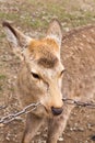 Deer roam free in Nara Park Royalty Free Stock Photo