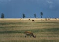 Deer roaming around in a field.