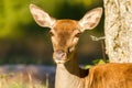 Mountain mammal deer national park abruzzo italy