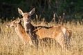 Mountain mammal deer national park abruzzo italy