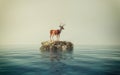 Deer on a rock in the ocean.