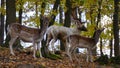 Deer and roe deer. Roe deer, Capreolus capreolus Royalty Free Stock Photo