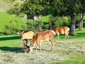 Deer and roes Royalty Free Stock Photo