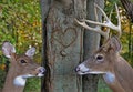 Deer romance in woods Royalty Free Stock Photo