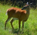 Deer are the ruminant mammals forming the family Cervidae Royalty Free Stock Photo