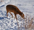 Deer are the ruminant mammals forming the family Cervidae. Royalty Free Stock Photo