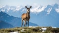 Alpine Deer in Mountain Landscape