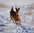 Deer are the ruminant mammals forming the family Cervidae. Royalty Free Stock Photo