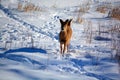 Deer are the ruminant mammals forming the family Cervidae. Royalty Free Stock Photo