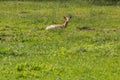 Deer during rumination Royalty Free Stock Photo