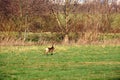 Deer on the run in a meadow. Jumping over the green grass. Animal photo