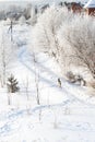 A deer running around the suburbs in the winter after a snowfall. A fairy tale in the city. Royalty Free Stock Photo