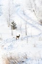 A deer running around the suburbs in the winter after a snowfall. A fairy tale in the city. Royalty Free Stock Photo