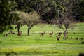 Deer running through a field as kangaroos watch.