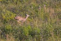 Deer Running In A Field Royalty Free Stock Photo