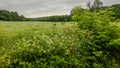 Deer Running Through Field in Wisconsin