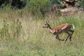 Deer running through the grass on a landscape in South Africa Royalty Free Stock Photo