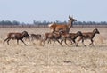 Deer running with a herd of sheep Royalty Free Stock Photo