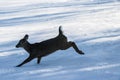 Deer Running in Snow