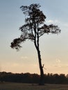 A deer running thru a tree