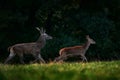 Deer rut, male and female. Red deer stag, majestic powerful adult animal outside autumn forest. Big animal in the nature forest Royalty Free Stock Photo
