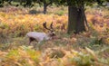 Deer during the rut