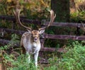 Deer during the rut